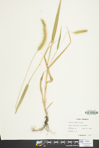 Setaria faberi image