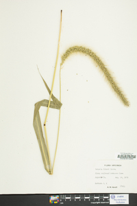 Setaria faberi image