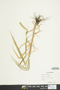 Setaria faberi image