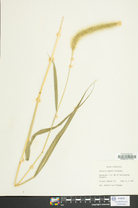 Setaria faberi image