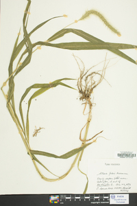 Setaria faberi image