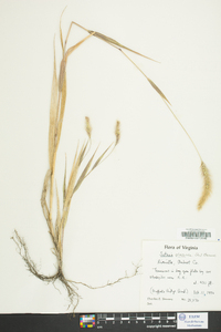 Pennisetum glaucum image