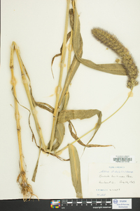 Setaria italica image