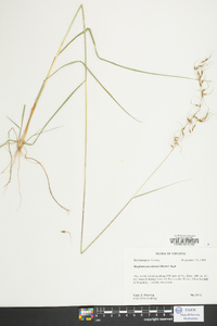 Sorghastrum elliottii image