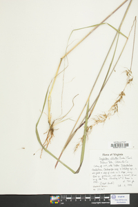 Sorghastrum elliottii image