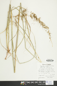 Sorghastrum elliottii image