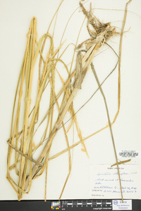 Spartina alterniflora image