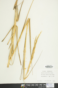 Spartina alterniflora image