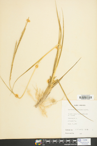 Spartina alterniflora image