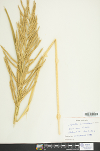 Spartina cynosuroides image