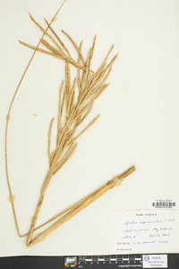 Spartina cynosuroides image