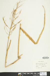 Spartina cynosuroides image