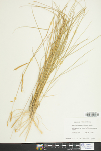 Spartina patens image