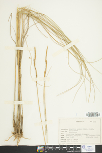 Spartina patens image