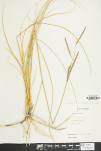 Spartina patens image