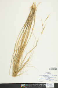 Spartina patens image