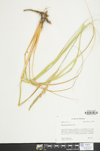 Spartina pectinata image