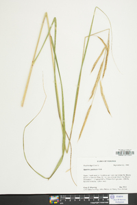 Spartina pectinata image