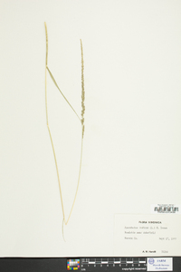 Sporobolus indicus image