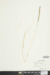 Sporobolus indicus image