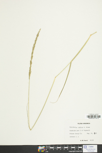 Sporobolus indicus image