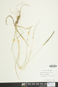 Sporobolus indicus image