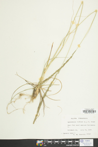 Sporobolus indicus image