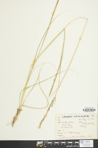 Sporobolus indicus image