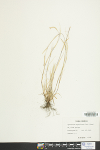Sporobolus vaginiflorus image