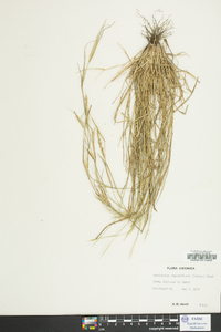 Sporobolus vaginiflorus image