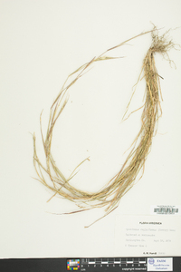 Sporobolus vaginiflorus image