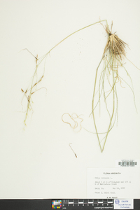 Stipa avenacea image