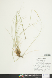 Stipa avenacea image