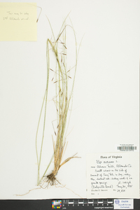 Stipa avenacea image