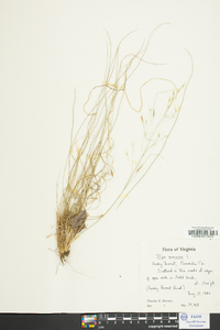 Stipa avenacea image