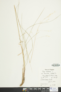 Stipa avenacea image