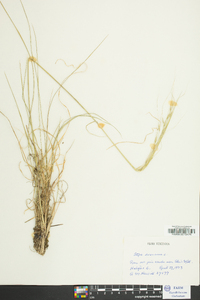 Stipa avenacea image