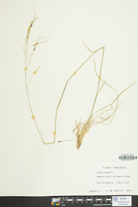 Stipa avenacea image