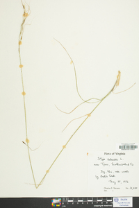 Stipa avenacea image