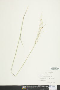 Stipa avenacea image