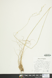 Stipa avenacea image