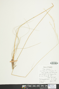 Stipa avenacea image