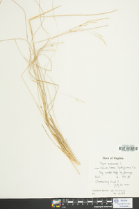 Stipa avenacea image