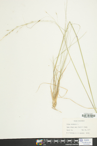 Stipa avenacea image