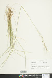 Stipa avenacea image