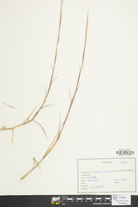 Triplasis purpurea image