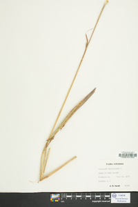 Tripsacum dactyloides image