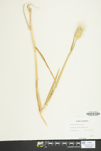 Triticum aestivum image