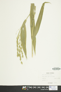 Chasmanthium latifolium image