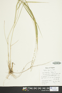 Uniola laxa image